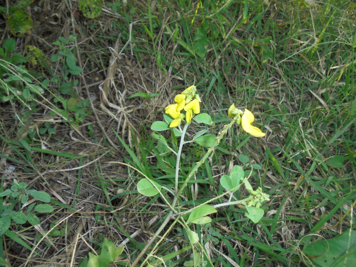 Crotalaria clavata Wight & Arn.